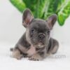 Image of Digger, a French Bulldog puppy