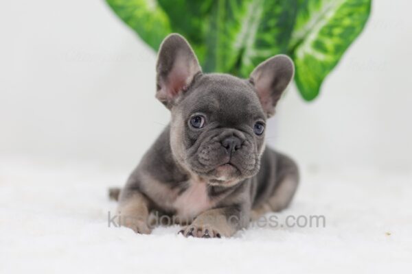 Image of Digger, a French Bulldog puppy
