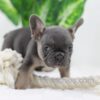 Image of Digger, a French Bulldog puppy