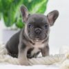 Image of Digger, a French Bulldog puppy