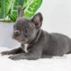 Image of Donna, a French Bulldog puppy