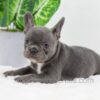 Image of Donna, a French Bulldog puppy
