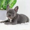 Image of Donna, a French Bulldog puppy