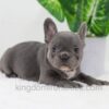 Image of Donna, a French Bulldog puppy