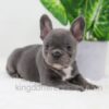 Image of Donna, a French Bulldog puppy