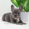 Image of Donna, a French Bulldog puppy