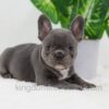 Image of Donna, a French Bulldog puppy