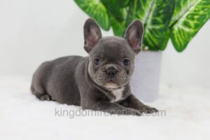 Image of Donna, a French Bulldog puppy