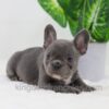 Image of Donna, a French Bulldog puppy