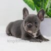 Image of Donna, a French Bulldog puppy