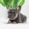 Image of Dora, a French Bulldog puppy