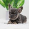 Image of Dora, a French Bulldog puppy