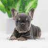 Image of Dora, a French Bulldog puppy