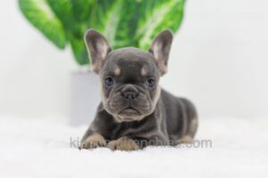 Image of Dora, a French Bulldog puppy