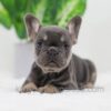Image of Dora, a French Bulldog puppy