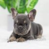 Image of Dora, a French Bulldog puppy