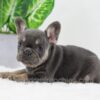 Image of Dora, a French Bulldog puppy