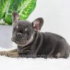 Image of Dora, a French Bulldog puppy
