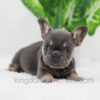 Image of Dora, a French Bulldog puppy