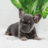 Image of Dora, a French Bulldog puppy