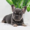 Image of Dora, a French Bulldog puppy