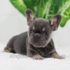 Image of Dora, a French Bulldog puppy
