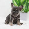 Image of Dora, a French Bulldog puppy