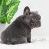 Image of Duke, a French Bulldog puppy