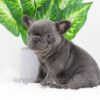 Image of Duke, a French Bulldog puppy
