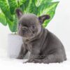 Image of Duke, a French Bulldog puppy