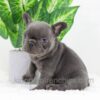 Image of Duke, a French Bulldog puppy