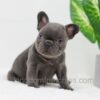 Image of Duke, a French Bulldog puppy