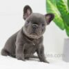 Image of Duke, a French Bulldog puppy