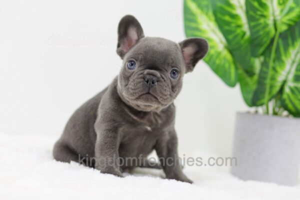Image of Duke, a French Bulldog puppy