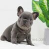 Image of Duke, a French Bulldog puppy