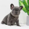 Image of Duke, a French Bulldog puppy
