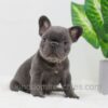 Image of Duke, a French Bulldog puppy