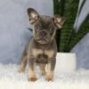 Image of Earl, a French Bulldog puppy