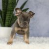 Image of Earl, a French Bulldog puppy