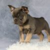 Image of Earl, a French Bulldog puppy