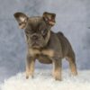 Image of Earl, a French Bulldog puppy