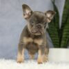 Image of Earl, a French Bulldog puppy