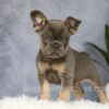 Image of Earl, a French Bulldog puppy