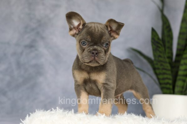 Image of Earl, a French Bulldog puppy