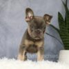 Image of Earl, a French Bulldog puppy