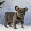 Image of Eden, a French Bulldog puppy
