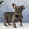 Image of Eden, a French Bulldog puppy