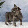 Image of Eden, a French Bulldog puppy
