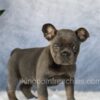 Image of Eden, a French Bulldog puppy