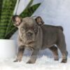 Image of Eden, a French Bulldog puppy